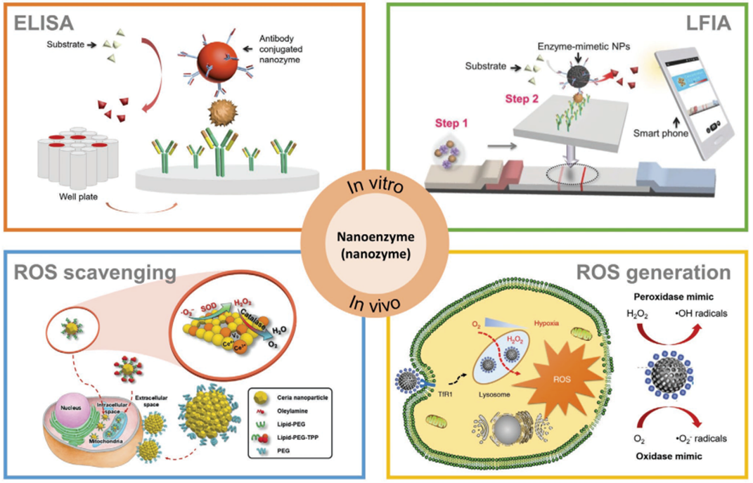 engineered nanoenzymes